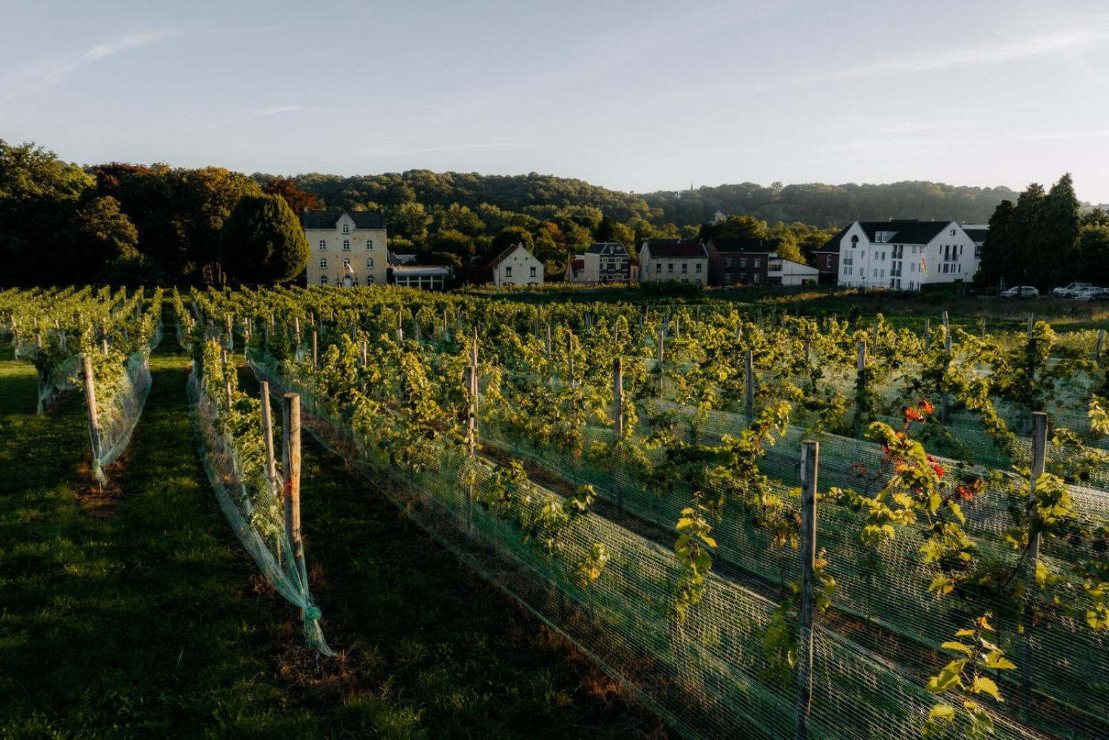 Château St. Gerlach Valkenburg aan de Geul Exterior foto Vineyards in the Moselle valley